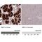 Retinol Binding Protein 5 antibody, NBP2-32643, Novus Biologicals, Immunohistochemistry paraffin image 