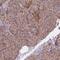 Adenylate Kinase 3 antibody, PA5-64107, Invitrogen Antibodies, Immunohistochemistry frozen image 