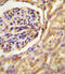 G Protein Subunit Alpha Transducin 2 antibody, 55-607, ProSci, Immunohistochemistry paraffin image 