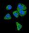 Complement C6 antibody, PA5-72500, Invitrogen Antibodies, Immunofluorescence image 