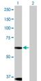 Dual Specificity Tyrosine Phosphorylation Regulated Kinase 1B antibody, H00009149-D01P, Novus Biologicals, Western Blot image 