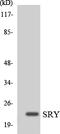 Sex Determining Region Y antibody, LS-C200724, Lifespan Biosciences, Western Blot image 