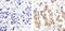 Protein Kinase C Delta antibody, 44-976G, Invitrogen Antibodies, Immunohistochemistry paraffin image 
