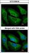 Serine/threonine-protein phosphatase PP1-gamma catalytic subunit antibody, LS-C185715, Lifespan Biosciences, Immunocytochemistry image 