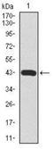 Microtubule Affinity Regulating Kinase 3 antibody, NBP2-37445, Novus Biologicals, Western Blot image 