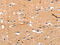 Neuronal acetylcholine receptor subunit alpha-3 antibody, CSB-PA085715, Cusabio, Immunohistochemistry paraffin image 