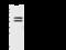 WW Domain Containing Oxidoreductase antibody, GTX02220, GeneTex, Immunoprecipitation image 