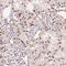 Receptor Transporter Protein 4 antibody, NBP2-39040, Novus Biologicals, Immunohistochemistry frozen image 