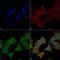 Unc-51 Like Kinase 3 antibody, LS-C776185, Lifespan Biosciences, Immunocytochemistry image 