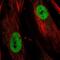 T-Box 5 antibody, NBP2-55931, Novus Biologicals, Immunofluorescence image 