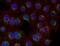 Spleen Associated Tyrosine Kinase antibody, LS-B1877, Lifespan Biosciences, Immunofluorescence image 