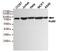 X-Ray Repair Cross Complementing 5 antibody, MBS475194, MyBioSource, Western Blot image 