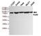 X-Ray Repair Cross Complementing 5 antibody, MBS475194, MyBioSource, Western Blot image 