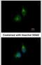 Protein Disulfide Isomerase Family A Member 5 antibody, PA5-22384, Invitrogen Antibodies, Immunofluorescence image 