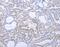 DNA Methyltransferase 3 Like antibody, MBS2519659, MyBioSource, Immunohistochemistry paraffin image 