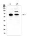 Coiled-Coil Domain Containing 36 antibody, A14775, Boster Biological Technology, Western Blot image 