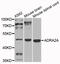 Alpha-2A adrenergic receptor antibody, abx005871, Abbexa, Western Blot image 