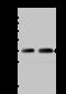 Tetratricopeptide Repeat Domain 19 antibody, 203460-T38, Sino Biological, Western Blot image 