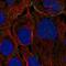 KN Motif And Ankyrin Repeat Domains 3 antibody, NBP2-14138, Novus Biologicals, Immunofluorescence image 