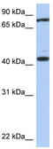 Testis Expressed 9 antibody, TA333357, Origene, Western Blot image 