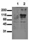 Influenza B antibody, orb23401, Biorbyt, Western Blot image 