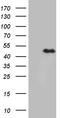 E2F Transcription Factor 5 antibody, LS-C798827, Lifespan Biosciences, Western Blot image 