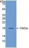 VEGF antibody, LS-C663156, Lifespan Biosciences, Western Blot image 