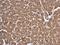 Argonaute RISC Catalytic Component 2 antibody, PA5-78474, Invitrogen Antibodies, Immunohistochemistry frozen image 