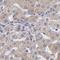 Tubulin Tyrosine Ligase Like 12 antibody, NBP2-33852, Novus Biologicals, Immunohistochemistry frozen image 