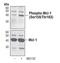 MCL1 Apoptosis Regulator, BCL2 Family Member antibody, PA5-17125, Invitrogen Antibodies, Western Blot image 