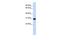 CAMLG antibody, GTX46252, GeneTex, Western Blot image 