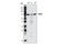 Minichromosome Maintenance Complex Component 7 antibody, 4018S, Cell Signaling Technology, Western Blot image 