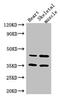 Actin Like 9 antibody, CSB-PA840564LA01HU, Cusabio, Western Blot image 