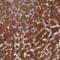 BCL2 Like 10 antibody, NBP1-88681, Novus Biologicals, Immunohistochemistry paraffin image 