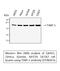 TIMP Metallopeptidase Inhibitor 1 antibody, STJ96023, St John