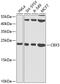 Chromobox 5 antibody, 14-529, ProSci, Western Blot image 