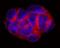 Trophoblast Glycoprotein antibody, AF5049, R&D Systems, Immunohistochemistry paraffin image 