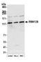 RNA Binding Motif Protein 12B antibody, A305-872A-M, Bethyl Labs, Western Blot image 