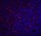 Apolipoprotein A1 antibody, NBP1-77008, Novus Biologicals, Immunohistochemistry paraffin image 