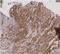 Src Kinase Associated Phosphoprotein 1 antibody, H00008631-M01, Novus Biologicals, Immunohistochemistry frozen image 