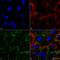 Heat Shock Protein Family A (Hsp70) Member 1A antibody, SMC-249D-STR, StressMarq, Immunofluorescence image 