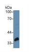 Twinfilin Actin Binding Protein 1 antibody, LS-C297394, Lifespan Biosciences, Western Blot image 