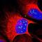Zinc Finger Protein 275 antibody, NBP1-91205, Novus Biologicals, Immunofluorescence image 
