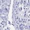 GluA1 antibody, HPA035202, Atlas Antibodies, Immunohistochemistry frozen image 