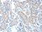 ATL1 antibody, LS-C401184, Lifespan Biosciences, Immunohistochemistry frozen image 