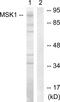 Ribosomal Protein S6 Kinase A5 antibody, PA5-38369, Invitrogen Antibodies, Western Blot image 