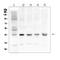 Gap Junction Protein Alpha 1 antibody, PA1026-1, Boster Biological Technology, Western Blot image 