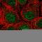 SPRY Domain Containing 4 antibody, HPA053469, Atlas Antibodies, Immunocytochemistry image 