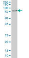 Glucocorticoid Modulatory Element Binding Protein 1 antibody, LS-B4497, Lifespan Biosciences, Western Blot image 