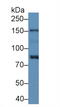 NLR Family Apoptosis Inhibitory Protein antibody, abx130719, Abbexa, Western Blot image 